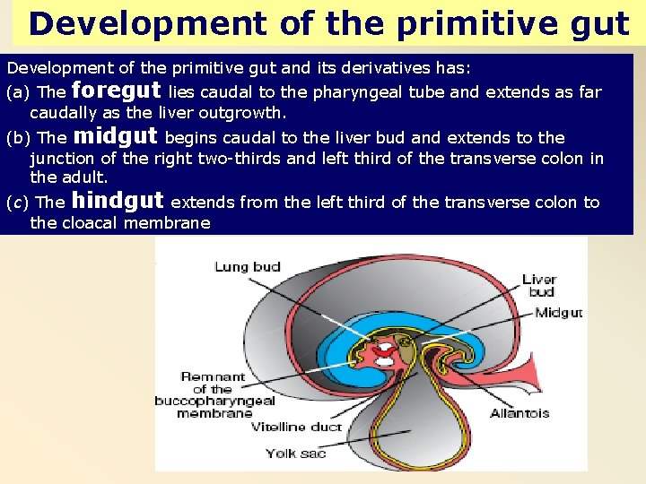 Development of the primitive gut and its derivatives has: (a) The foregut lies caudal