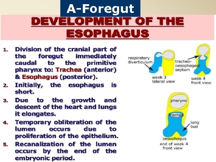 A-Foregut 