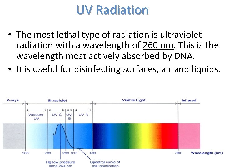 UV Radiation • The most lethal type of radiation is ultraviolet radiation with a