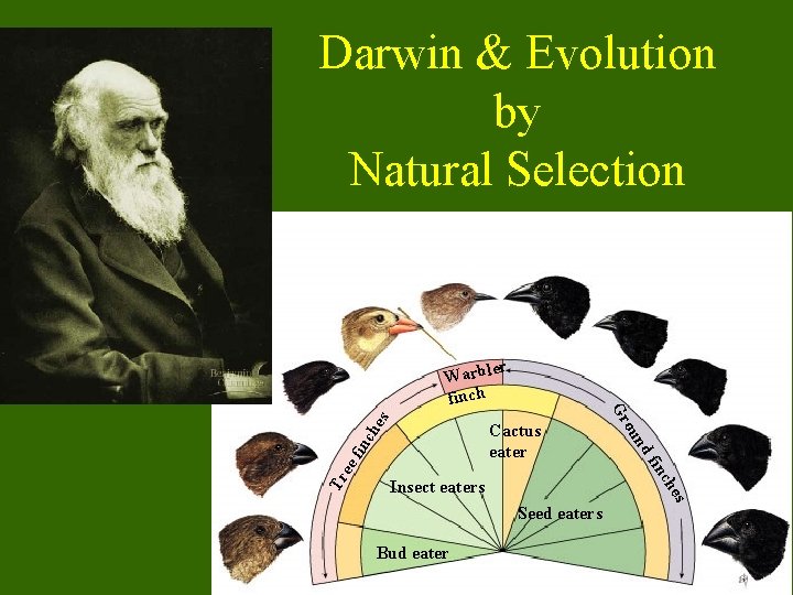 Darwin & Evolution by Natural Selection s ch e fin Seed eaters Bud eater