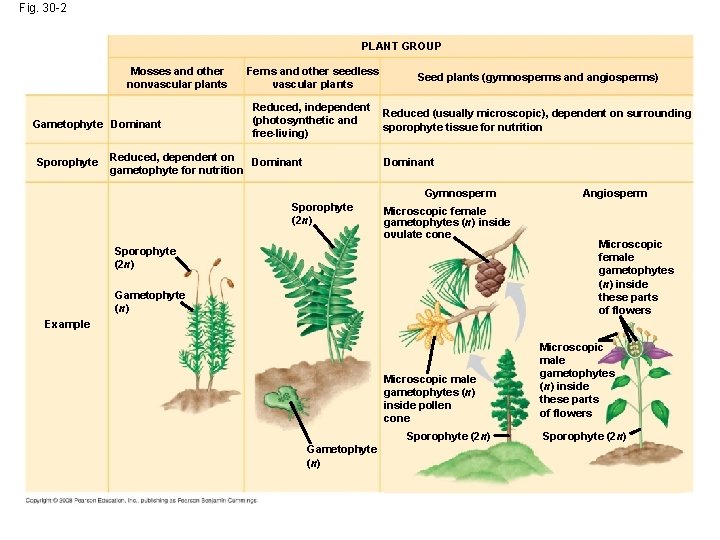 Fig. 30 -2 PLANT GROUP Mosses and other nonvascular plants Gametophyte Dominant Sporophyte Ferns