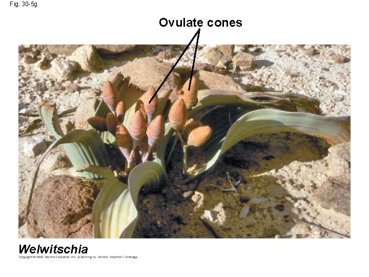 Fig. 30 -5 g Ovulate cones Welwitschia 
