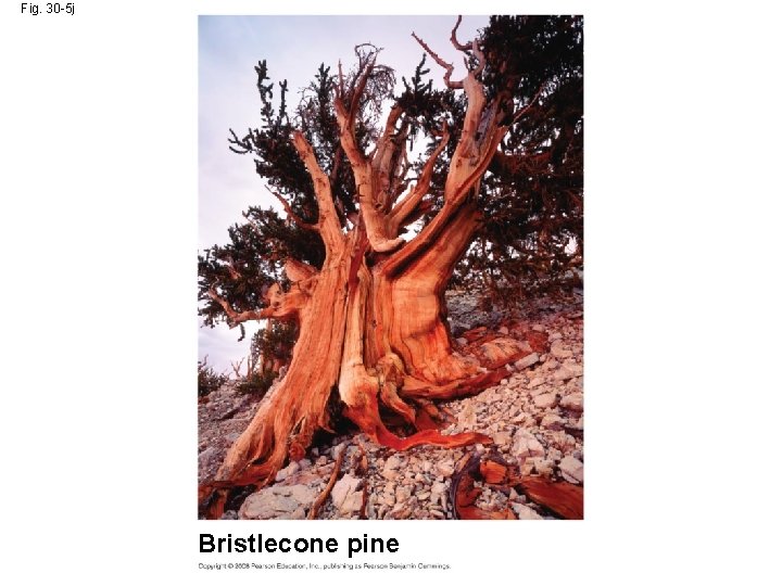 Fig. 30 -5 j Bristlecone pine 