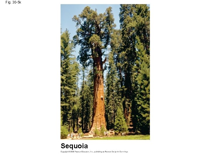 Fig. 30 -5 k Sequoia 