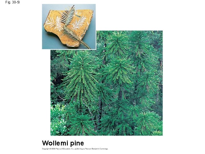 Fig. 30 -5 l Wollemi pine 