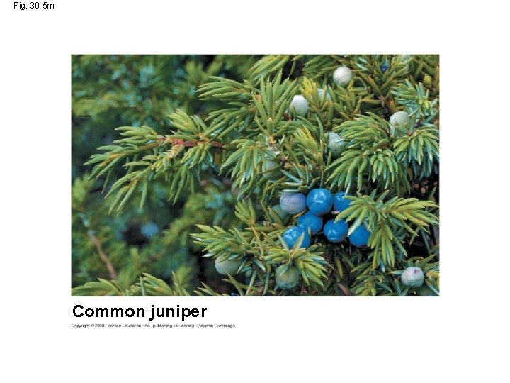 Fig. 30 -5 m Common juniper 