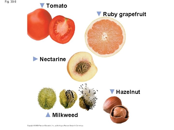 Fig. 30 -8 Tomato Ruby grapefruit Nectarine Hazelnut Milkweed 