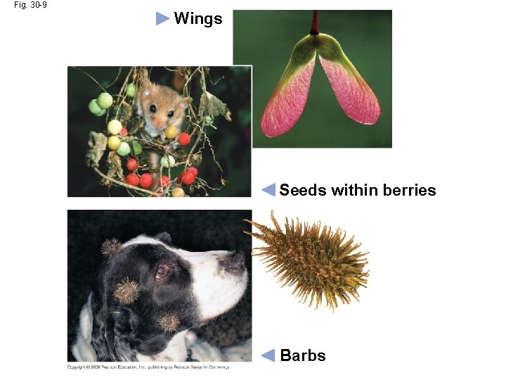 Fig. 30 -9 Wings Seeds within berries Barbs 