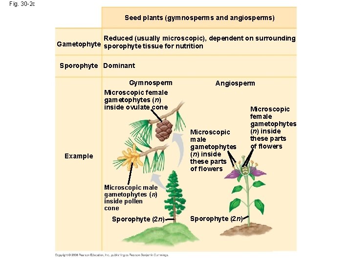 Fig. 30 -2 c Seed plants (gymnosperms and angiosperms) Reduced (usually microscopic), dependent on