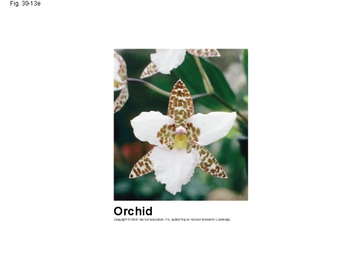 Fig. 30 -13 e Orchid 