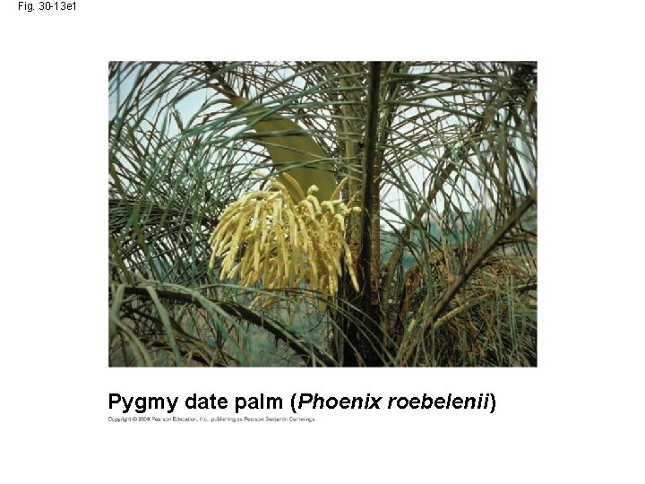 Fig. 30 -13 e 1 Pygmy date palm (Phoenix roebelenii) 