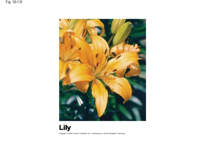 Fig. 30 -13 f Lily 