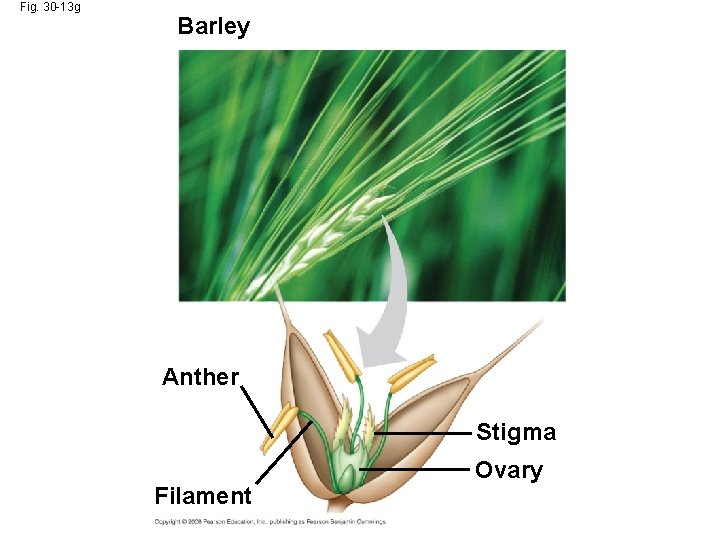 Fig. 30 -13 g Barley Anther Stigma Filament Ovary 