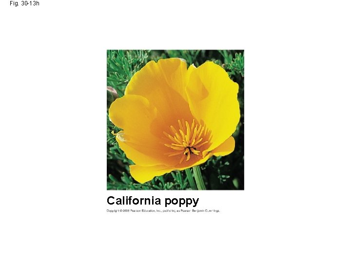 Fig. 30 -13 h California poppy 