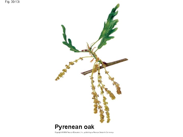 Fig. 30 -13 i Pyrenean oak 