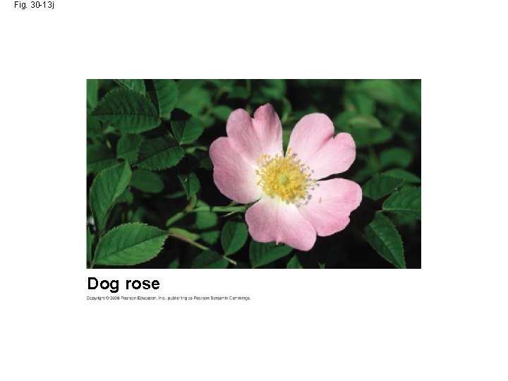 Fig. 30 -13 j Dog rose 