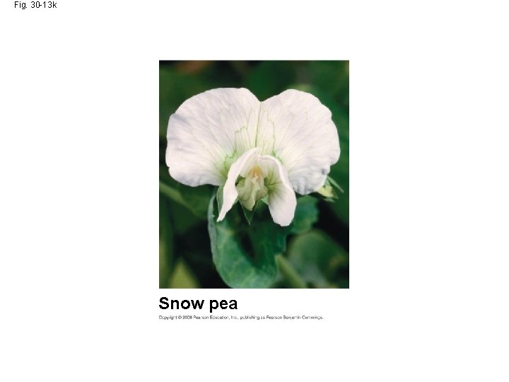 Fig. 30 -13 k Snow pea 