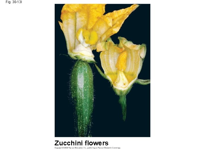 Fig. 30 -13 l Zucchini flowers 
