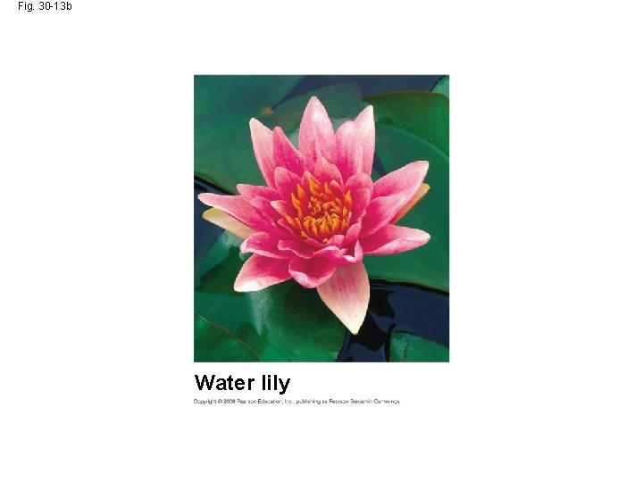 Fig. 30 -13 b Water lily 