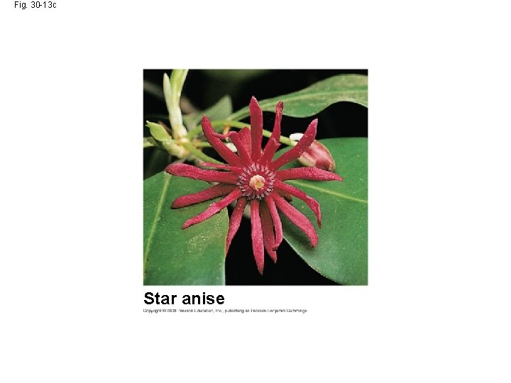 Fig. 30 -13 c Star anise 