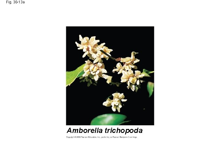 Fig. 30 -13 a Amborella trichopoda 
