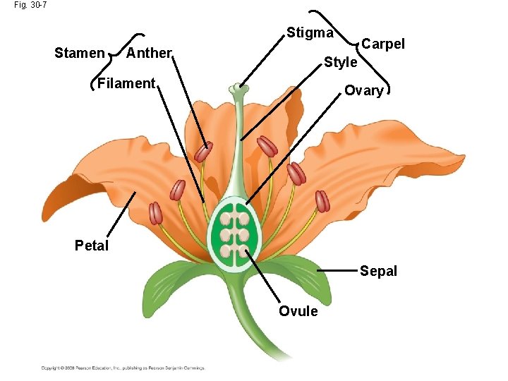 Fig. 30 -7 Stigma Stamen Anther Carpel Style Filament Ovary Petal Sepal Ovule 