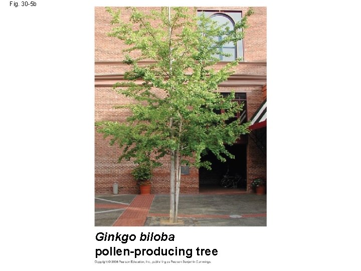 Fig. 30 -5 b Ginkgo biloba pollen-producing tree 
