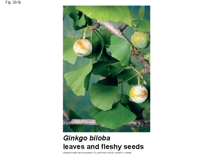 Fig. 30 -5 c Ginkgo biloba leaves and fleshy seeds 