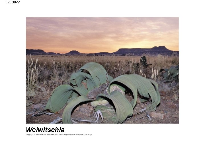 Fig. 30 -5 f Welwitschia 