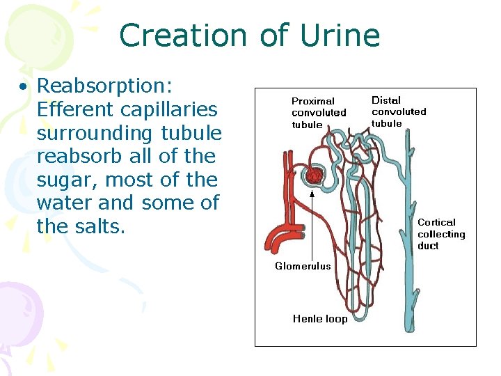 Creation of Urine • Reabsorption: Efferent capillaries surrounding tubule reabsorb all of the sugar,
