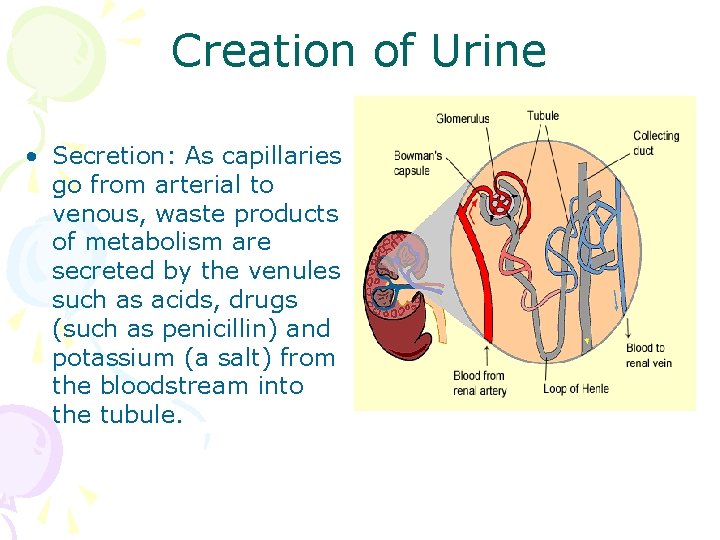 Creation of Urine • Secretion: As capillaries go from arterial to venous, waste products