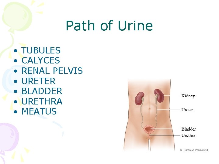 Path of Urine • • TUBULES CALYCES RENAL PELVIS URETER BLADDER URETHRA MEATUS 