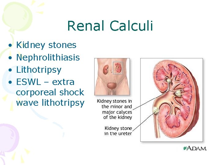 Renal Calculi • • Kidney stones Nephrolithiasis Lithotripsy ESWL – extra corporeal shock wave