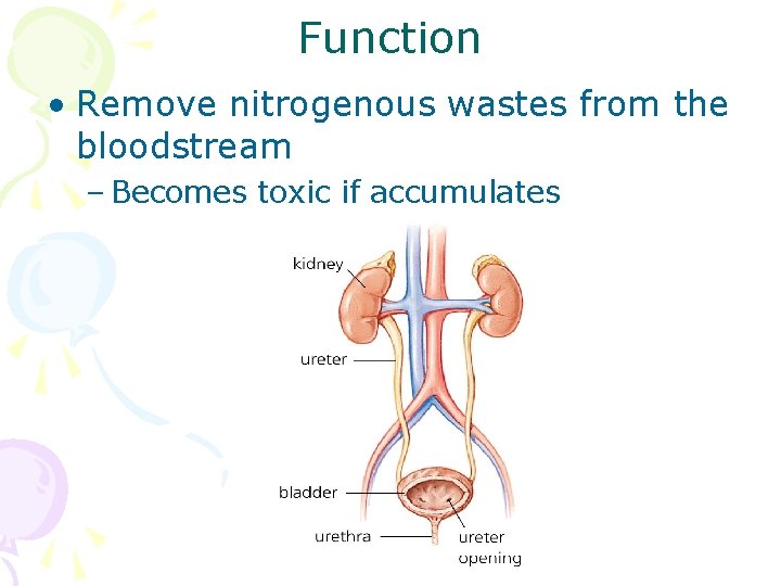 Function • Remove nitrogenous wastes from the bloodstream – Becomes toxic if accumulates 