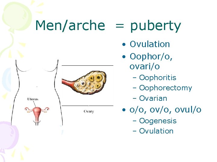 Men/arche = puberty • Ovulation • Oophor/o, ovari/o – Oophoritis – Oophorectomy – Ovarian