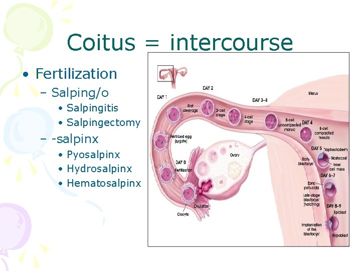 Coitus = intercourse • Fertilization – Salping/o • Salpingitis • Salpingectomy – -salpinx •