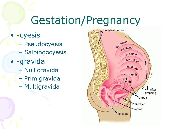 Gestation/Pregnancy • -cyesis – Pseudocyesis – Salpingocyesis • -gravida – Nulligravida – Primigravida –