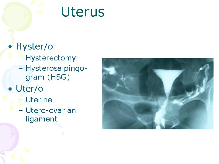 Uterus • Hyster/o – Hysterectomy – Hysterosalpingogram (HSG) • Uter/o – Uterine – Utero-ovarian