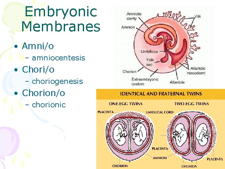 Embryonic Membranes • Amni/o – amniocentesis • Chori/o – choriogenesis • Chorion/o – chorionic