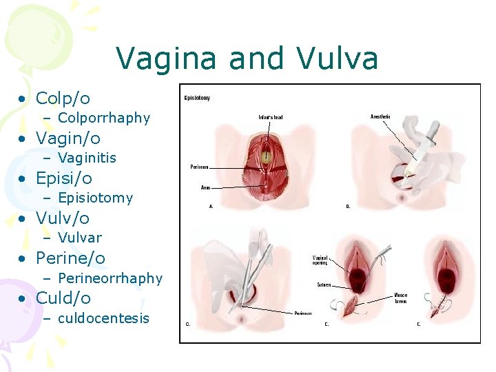 Vagina and Vulva • Colp/o – Colporrhaphy • Vagin/o – Vaginitis • Episi/o –