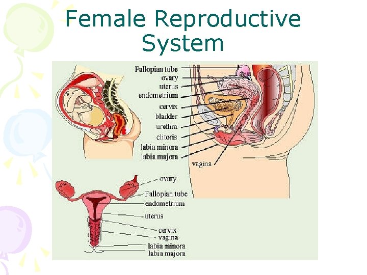 Female Reproductive System 