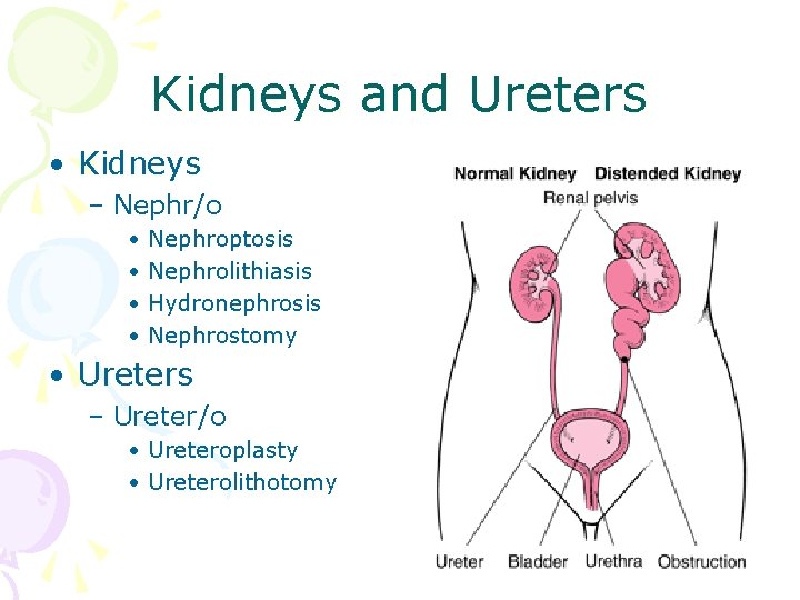 Kidneys and Ureters • Kidneys – Nephr/o • • Nephroptosis Nephrolithiasis Hydronephrosis Nephrostomy •