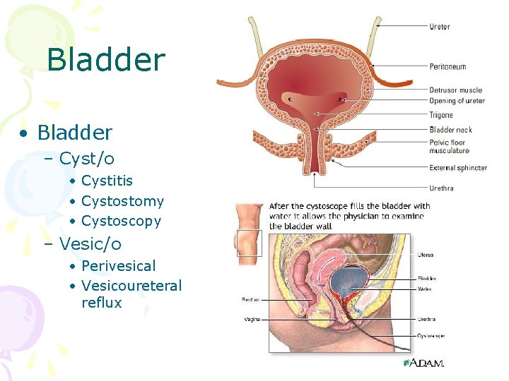 Bladder • Bladder – Cyst/o • Cystitis • Cystostomy • Cystoscopy – Vesic/o •