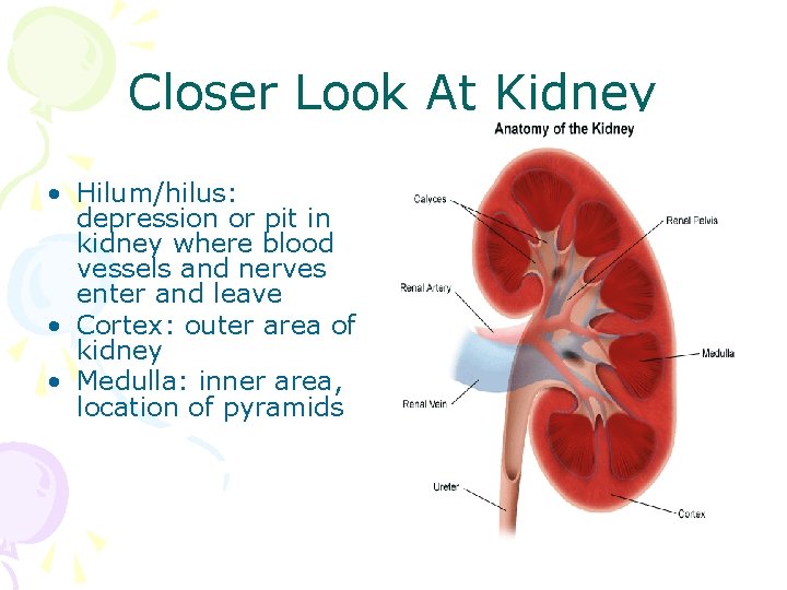 Closer Look At Kidney • Hilum/hilus: depression or pit in kidney where blood vessels