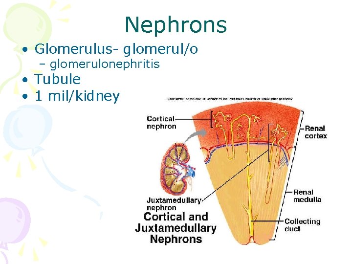 Nephrons • Glomerulus- glomerul/o – glomerulonephritis • Tubule • 1 mil/kidney 