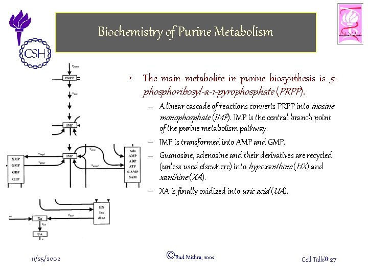 Biochemistry of Purine Metabolism • The main metabolite in purine biosynthesis is 5 phosphoribosyl-a-1