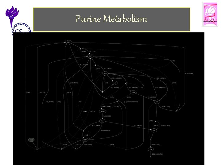 Purine Metabolism 11/25/2002 ©Bud Mishra, 2002 Cell Talk» 29 