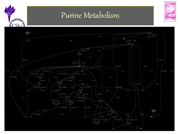 Purine Metabolism 11/25/2002 ©Bud Mishra, 2002 Cell Talk» 34 