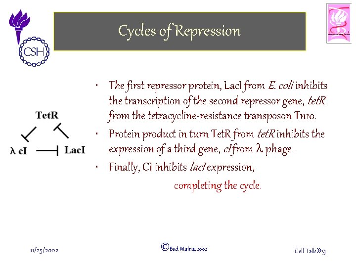 Cycles of Repression • The first repressor protein, Lac. I from E. coli inhibits