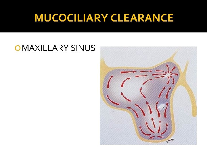 MUCOCILIARY CLEARANCE MAXILLARY SINUS 